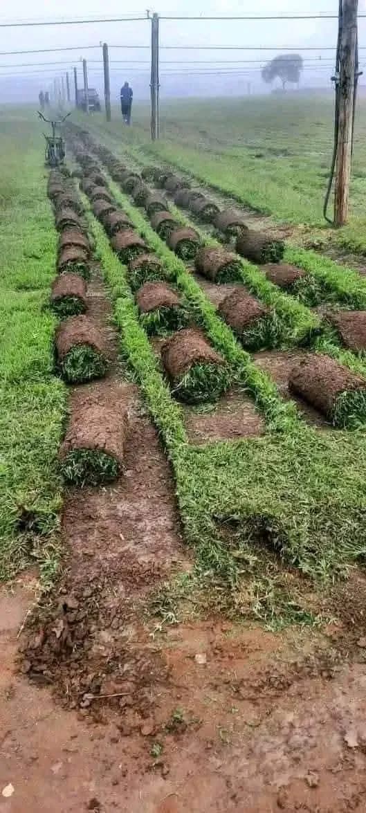 Rolls of instant lawn being laid