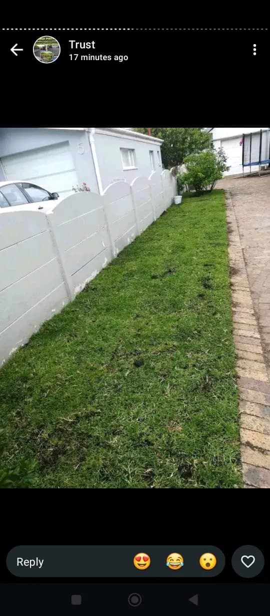 LM Berea Grass