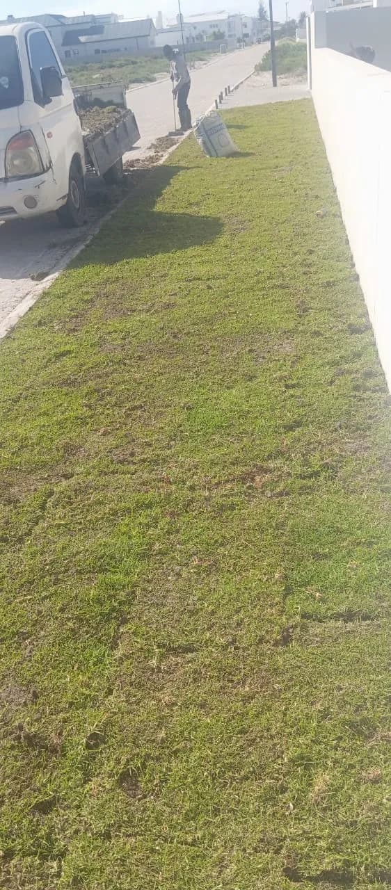 Cynodon Grass